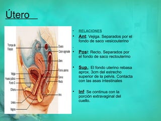 Anatomia del aparato reproductor fem