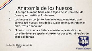 Anatomía de los huesos
1. El cuerpo humano tiene como tejido de sostén el tejido
óseo, que constituye los huesos.
2. Los huesos en conjunto forman el esqueleto óseo que
consta 206 huesos, seis de los cuales se encuentran en el
oído, tres en cada uno.
3. El hueso no es una substancia inerte, a pesar de estar
constituido en su apariencia exterior por sales minerales de
especial dureza
Fecha: Del 08 al 12 de abril de
2019
 