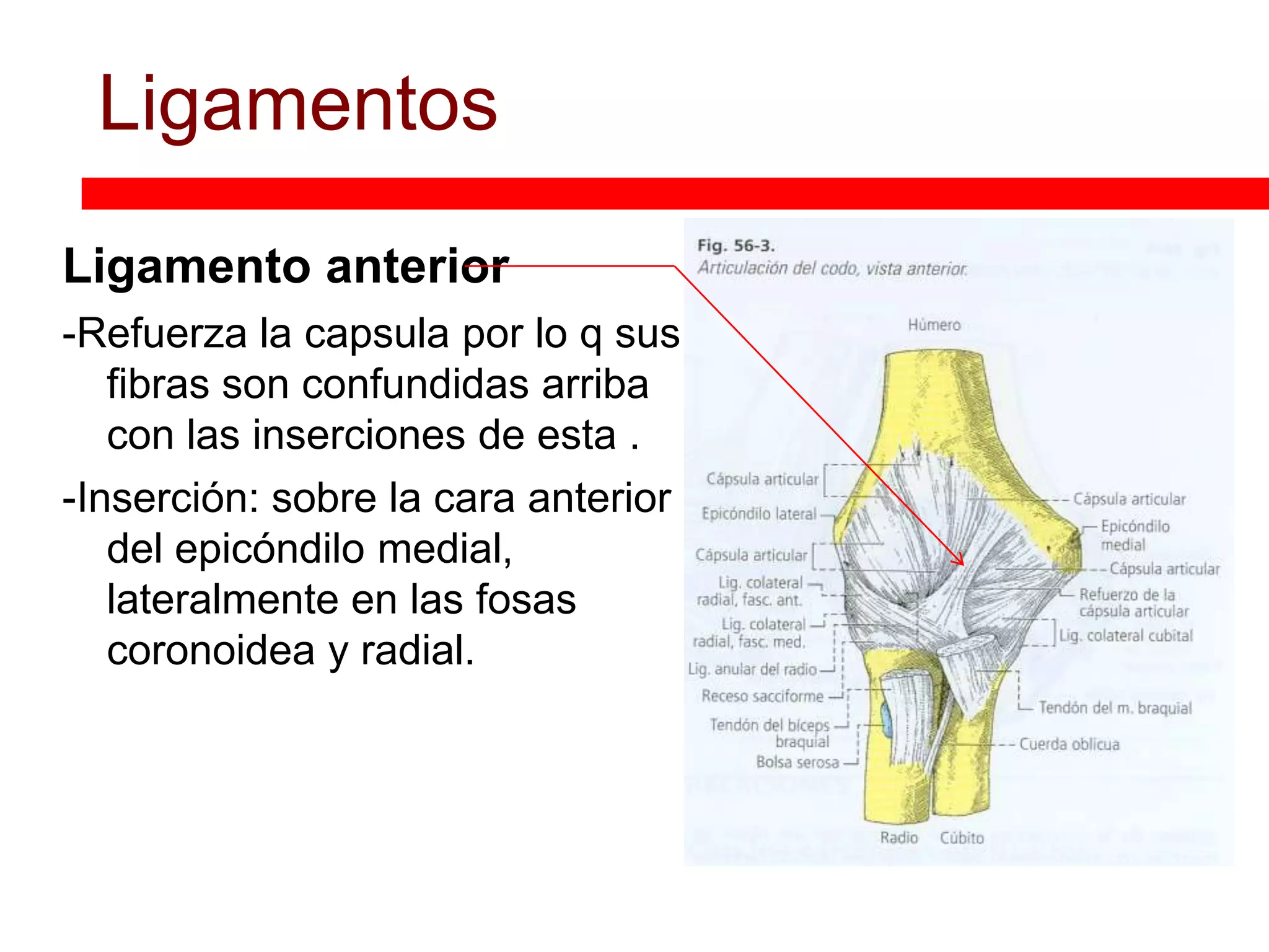 Anatomía De La Articulación Del Codo