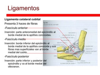 Ligamentos
Ligamento colateral cubital
Presenta 3 haces de fibras
-Fascículo anterior
Inserción: parte anteromedial del epicóndilo al
   borde medial de la apófisis coronoides.
-Fascículo medio
Inserción: borde inferior del epicóndilo al
   borde medial de la apófisis coronoide y sus
   fibras mas superficiales van al borde
   medial del cubito.
-Fascículo posterior
Inserción: parte inferior y posterior del
   epicóndilo y va al borde medial del
   olécranon.
 