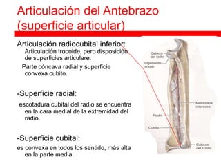 Articulación del Antebrazo
(superficie articular)
Articulación radiocubital inferior:
  Articulación trocoide, pero disposición
  de superficies articulare.
 Parte cóncava radial y superficie
  convexa cubito.


-Superficie radial:
escotadura cubital del radio se encuentra
  en la cara medial de la extremidad del
  radio.


-Superficie cubital:
es convexa en todos los sentido, más alta
   en la parte media.
 