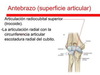 Antebrazo (superficie articular)
 Articulación radiocubital superior
  (trocoide).
-La articulación radial con la
  circunferencia articular
  escotadura radial del cubito.
 