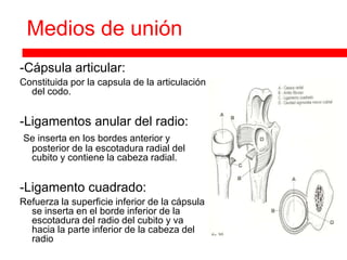 Medios de unión
-Cápsula articular:
Constituida por la capsula de la articulación
  del codo.


-Ligamentos anular del radio:
Se inserta en los bordes anterior y
 posterior de la escotadura radial del
 cubito y contiene la cabeza radial.


-Ligamento cuadrado:
Refuerza la superficie inferior de la cápsula
  se inserta en el borde inferior de la
  escotadura del radio del cubito y va
  hacia la parte inferior de la cabeza del
  radio
 