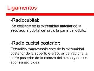 Ligamentos

   -Radiocubital:
   Se extiende de la extremidad anterior de la
    escotadura cubital del radio la parte del cúbito.


   -Radio cubital posterior:
   Extendido transversalmente de la extremidad
    posterior de la superficie articular del radio, a la
    parte posterior de la cabeza del cubito y de sus
    apófisis estiloides
 