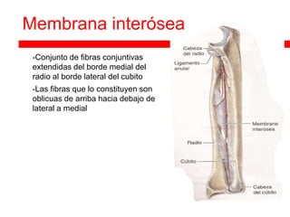 Membrana interósea
   -Conjunto de fibras conjuntivas
    extendidas del borde medial del
    radio al borde lateral del cubito
   -Las fibras que lo constituyen son
    oblicuas de arriba hacia debajo de
    lateral a medial
 
