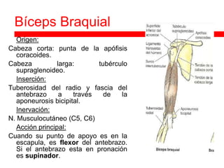 Bíceps Braquial
  Origen:
Cabeza corta: punta de la apófisis
   coracoides.
Cabeza          larga:       tubérculo
   supraglenoideo.
 Inserción:

Tuberosidad del radio y fascia del
   antebrazo     a    través   de   la
   aponeurosis bicipital.
 Inervación:

N. Musculocutáneo (C5, C6)
 Acción principal:

Cuando su punto de apoyo es en la
   escapula, es flexor del antebrazo.
   Si el antebrazo esta en pronación
   es supinador.
 