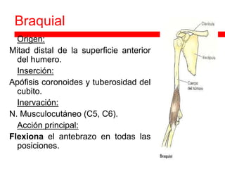 Braquial
 Origen:
Mitad distal de la superficie anterior
  del humero.
 Inserción:

Apófisis coronoides y tuberosidad del
  cubito.
 Inervación:

N. Musculocutáneo (C5, C6).
 Acción principal:

Flexiona el antebrazo en todas las
  posiciones.
 