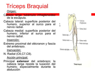 Tríceps Braquial braquial
  Origen:
Cabeza larga: tubérculo infraglenoideo
   de la escapula.
Cabeza lateral: superficie posterior del
   humero, superior al surco para el
   nervio radial.
Cabeza medial: superficie posterior del
   humero; inferior al surco para el
   nervio radial.
 Inserción:

Extremo proximal del olécranon y fascia
   del antebrazo.
 Inervación:

N. Radial (C6,C7,C8).
 Acción principal:

Principal extensor del antebrazo; la
   cabeza larga resiste la luxación del
   humero; especialmente durante la
   abducción.
 