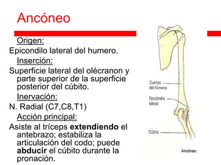 Ancóneo
 Origen:
Epicondilo lateral del humero.
 Inserción:

Superficie lateral del olécranon y
  parte superior de la superficie
  posterior del cúbito.
 Inervación:

N. Radial (C7,C8,T1)
 Acción principal:

Asiste al tríceps extendiendo el
  antebrazo; estabiliza la
  articulación del codo; puede
  abducir el cúbito durante la
  pronación.
 