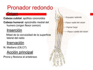 Pronador redondo
   Origen
Cabeza cubital: apófisis coronoides
Cabeza humeral: epicóndilo medial del
  humero (origen flexor común)
   Inserción
    Mitad de la convexidad de la superficie
    lateral del radio
   Inervación
N. Mediano (C6,C7)
   Acción principal
Prona y flexiona el antebrazo
 