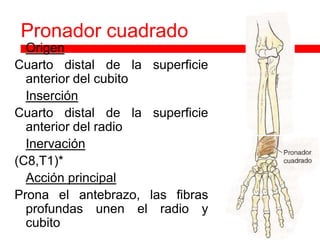 Pronador cuadrado
 Origen
Cuarto distal de la superficie
  anterior del cubito
 Inserción

Cuarto distal de la superficie
  anterior del radio
 Inervación

(C8,T1)*
 Acción principal

Prona el antebrazo, las fibras
  profundas unen el radio y
  cubito
 