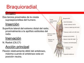 Braquioradial
   Origen
Dos tercios proximales de la cresta
  supraepicondilea del humero.
   Inserción
Superficie lateral del extremo distal del radio,
  proximalmente a la apófisis estiloides del
  radio
   Inervación
N. Radial (C6,C7)
   Acción principal
Flexión relativamente débil del antebrazo,
   máxima cuando el antebrazo esta en
   posición neutra.
 