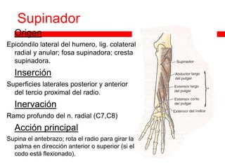 Supinador
   Origen
Epicóndilo lateral del humero, lig. colateral
  radial y anular; fosa supinadora; cresta
  supinadora.
   Inserción
Superficies laterales posterior y anterior
  del tercio proximal del radio.
   Inervación
Ramo profundo del n. radial (C7,C8)
   Acción principal
Supina el antebrazo; rota el radio para girar la
  palma en dirección anterior o superior (si el
  codo está flexionado).
 
