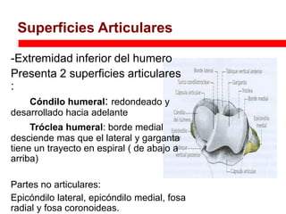 Superficies Articulares proximal
 Articulación radiocubital

-Extremidad inferior del humero
Presenta 2 superficies articulares
:
    Cóndilo humeral: redondeado y
desarrollado hacia adelante
     Tróclea humeral: borde medial
desciende mas que el lateral y garganta
tiene un trayecto en espiral ( de abajo a
arriba)

Partes no articulares:
Epicóndilo lateral, epicóndilo medial, fosa
radial y fosa coronoideas.
 