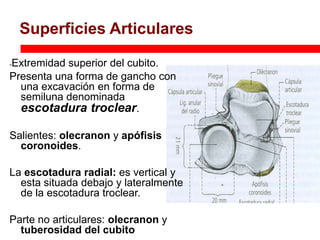 Superficies articulares
    Superficies Articulares

Extremidad superior del cubito.
-

Presenta una forma de gancho con
  una excavación en forma de
  semiluna denominada
  escotadura troclear.

Salientes: olecranon y apófisis
  coronoides.

La escotadura radial: es vertical y
  esta situada debajo y lateralmente
  de la escotadura troclear.

Parte no articulares: olecranon y
  tuberosidad del cubito
 