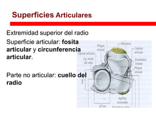 Superficies Articulares

Extremidad superior del radio
Superficie articular: fosita
articular y circunferencia
articular.

Parte no articular: cuello del
radio
 