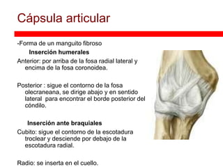 Cápsula articular
-Forma de un manguito fibroso
    Inserción humerales
Anterior: por arriba de la fosa radial lateral y
   encima de la fosa coronoidea.

Posterior : sigue el contorno de la fosa
  olecraneana, se dirige abajo y en sentido
  lateral para encontrar el borde posterior del
  cóndilo.

   Inserción ante braquiales
Cubito: sigue el contorno de la escotadura
  troclear y desciende por debajo de la
  escotadura radial.

Radio: se inserta en el cuello.
 