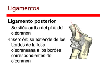 Ligamentos

Ligamento posterior
- Se sitúa arriba del pico del
  olécranon
-Inserción: se extiende de los
  bordes de la fosa
  olecraneana a los bordes
  correspondientes del
  olécranon
 