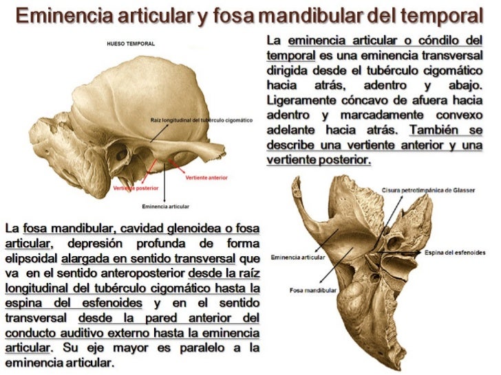 ANATOMIA DE LA ARTICULACION TEMPOROMANDIBULAR MUSCULOS MASTICADORES Y… ANATOMIA DE LA ARTICULACION TEMPOROMANDIBULAR MUSCULOS MASTICADORES Y…