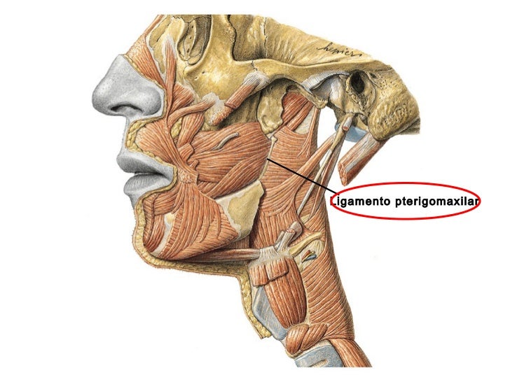 ANATOMIA DE LA ARTICULACION TEMPOROMANDIBULAR MUSCULOS MASTICADORES Y… ANATOMIA DE LA ARTICULACION TEMPOROMANDIBULAR MUSCULOS MASTICADORES Y…