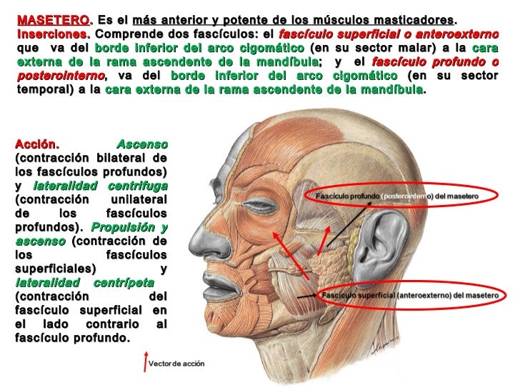 ANATOMIA DE LA ARTICULACION TEMPOROMANDIBULAR MUSCULOS MASTICADORES Y… ANATOMIA DE LA ARTICULACION TEMPOROMANDIBULAR MUSCULOS MASTICADORES Y…