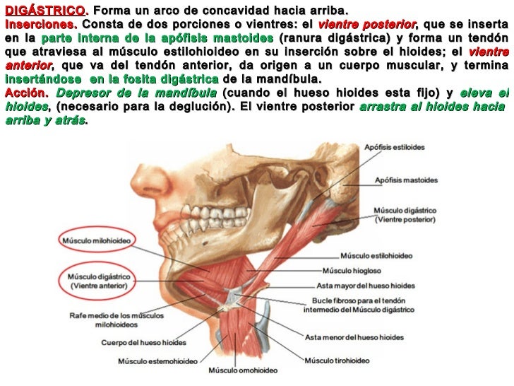 ANATOMIA DE LA ARTICULACION TEMPOROMANDIBULAR MUSCULOS MASTICADORES Y… ANATOMIA DE LA ARTICULACION TEMPOROMANDIBULAR MUSCULOS MASTICADORES Y…