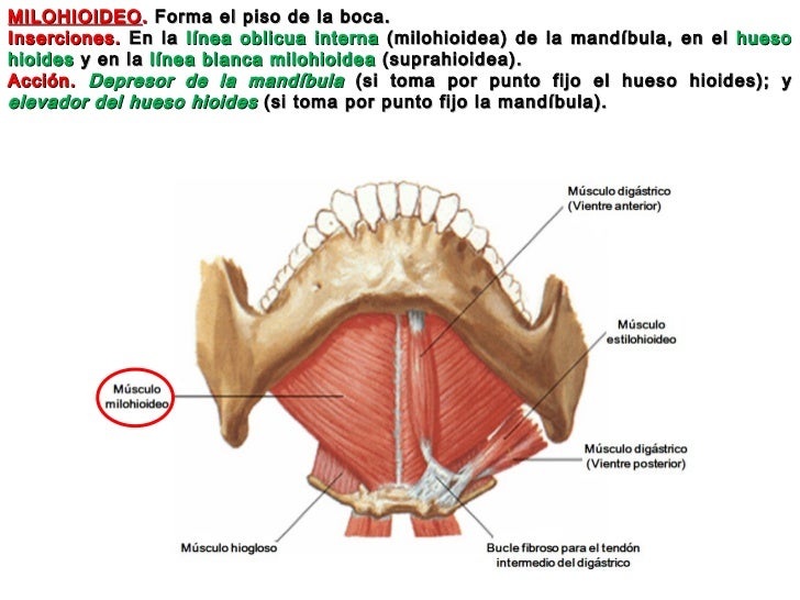 ANATOMIA DE LA ARTICULACION TEMPOROMANDIBULAR MUSCULOS MASTICADORES Y…