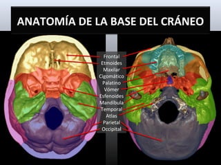 ANATOMÍA DE LA BASE DEL CRÁNEO

               Frontal
              Etmoides
               Maxilar
             Cigomático
               Palatino
                Vómer
             Esfenoides
             Mandíbula
              Temporal
                 Atlas
               Parietal
              Occipital
 