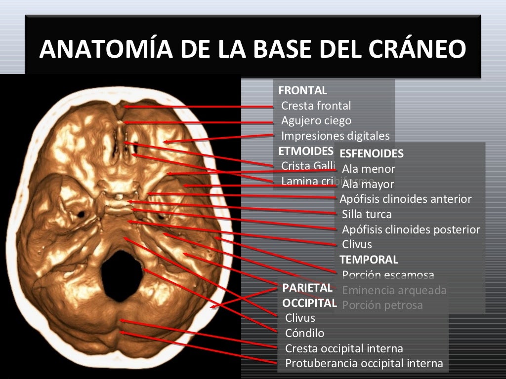 Anatomia de la base del craneo