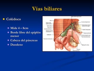 Anatomia del abdomen | PPT