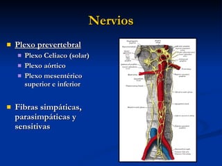 Nervios <ul><li>Plexo prevertebral </li></ul><ul><ul><li>Plexo Celiaco (solar) </li></ul></ul><ul><ul><li>Plexo aórtico </...