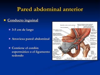 Pared abdominal anterior <ul><li>Conducto inguinal </li></ul><ul><ul><li>3-5 cm de largo </li></ul></ul><ul><ul><li>Atravi...