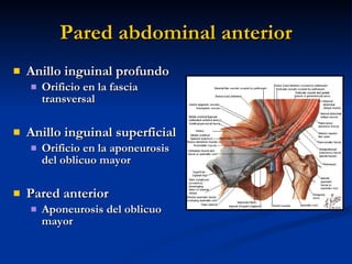 Pared abdominal anterior <ul><li>Anillo inguinal profundo </li></ul><ul><ul><li>Orificio en la fascia transversal </li></u...