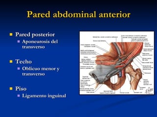 Pared abdominal anterior <ul><li>Pared posterior </li></ul><ul><ul><li>Aponeurosis del transverso </li></ul></ul><ul><li>T...