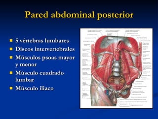 Pared abdominal posterior <ul><li>5 vértebras lumbares </li></ul><ul><li>Discos intervertebrales </li></ul><ul><li>Músculo...