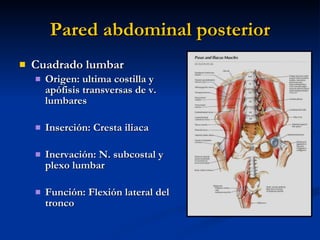 Pared abdominal posterior <ul><li>Cuadrado lumbar </li></ul><ul><ul><li>Origen: ultima costilla y apófisis transversas de ...
