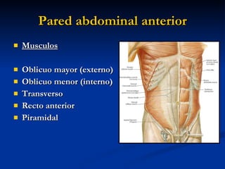 Pared abdominal anterior <ul><li>Musculos </li></ul><ul><li>Oblicuo mayor (externo) </li></ul><ul><li>Oblicuo menor (inter...