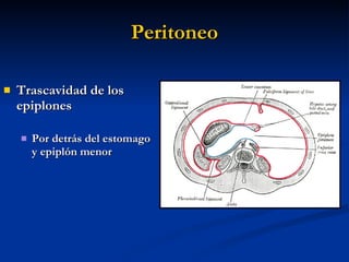 Peritoneo <ul><li>Trascavidad de los epiplones </li></ul><ul><ul><li>Por detrás del estomago y epiplón menor </li></ul></ul>