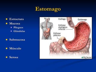Estomago <ul><li>Estructura </li></ul><ul><li>Mucosa </li></ul><ul><ul><li>Pliegues </li></ul></ul><ul><ul><li>Glándulas <...