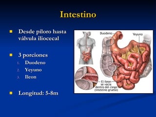 Intestino <ul><li>Desde píloro hasta válvula iliocecal </li></ul><ul><li>3 porciones </li></ul><ul><ul><li>Duodeno </li></...
