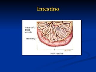 Intestino 
