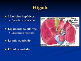Hígado <ul><li>2 Lóbulos hepáticos </li></ul><ul><ul><li>Derecho e izquierdo </li></ul></ul><ul><li>Ligamento falciforme <...