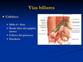 Vías biliares <ul><li>Colédoco </li></ul><ul><ul><li>Mide 4 – 8cm </li></ul></ul><ul><ul><li>Borde libre del epiplón menor...