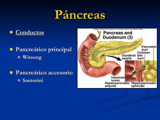 Páncreas <ul><li>Conductos </li></ul><ul><li>Pancreático principal </li></ul><ul><ul><li>Wirsung </li></ul></ul><ul><li>Pa...