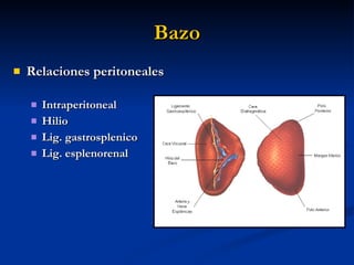 Bazo <ul><li>Relaciones peritoneales </li></ul><ul><ul><li>Intraperitoneal </li></ul></ul><ul><ul><li>Hilio </li></ul></ul...