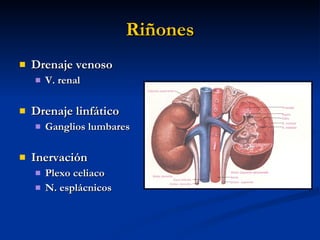 Riñones <ul><li>Drenaje venoso </li></ul><ul><ul><li>V. renal </li></ul></ul><ul><li>Drenaje linfático </li></ul><ul><ul><...