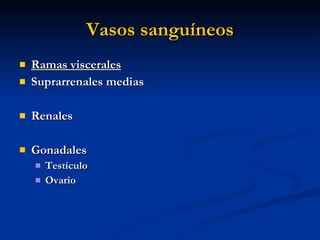 Vasos sanguíneos <ul><li>Ramas viscerales </li></ul><ul><li>Suprarrenales medias </li></ul><ul><li>Renales </li></ul><ul><...
