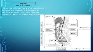 Son los que se forman contra la pared abdominal
posterior, por detrás del peritoneo parietal
posterior. Ejemplos: riñón, uréter, glándula
suprarrenal, vena cava inferior, aorta abdominal.
Órganos
Retroperitoneales
 