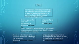 Meso
es el pliegue formado por dos hojas
de peritoneo, el cual fija una víscera
a la pared abdominal posterior y
permite el paso de los vasos y
nervios que llegan a ella.
El meso que se fija
a las asas
intestinales se
denomina mesente
rio
el que se fija al
colon es
el mesocolon
De las curvaturas del estómago se desprenden
hojas dobles de peritoneo por donde cursan
también vasos y nervios.
El que se extiende entre la
curvatura menor del estómago
y el hígado se
denomina omento o epiplón
menor.
el que cuelga de la curvatura
mayor por delante de las vísceras,
a manera de un delantal, es
el omento o epiplón mayor.
 