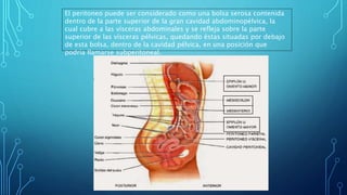 El peritoneo puede ser considerado como una bolsa serosa contenida
dentro de la parte superior de la gran cavidad abdominopélvica, la
cual cubre a las vísceras abdominales y se refleja sobre la parte
superior de las vísceras pélvicas, quedando éstas situadas por debajo
de esta bolsa, dentro de la cavidad pélvica, en una posición que
podría llamarse subperitoneal.
 